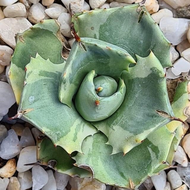 Plant image Agave Isthemsis ‘ Ohi Raijin Fukurin Nishiki