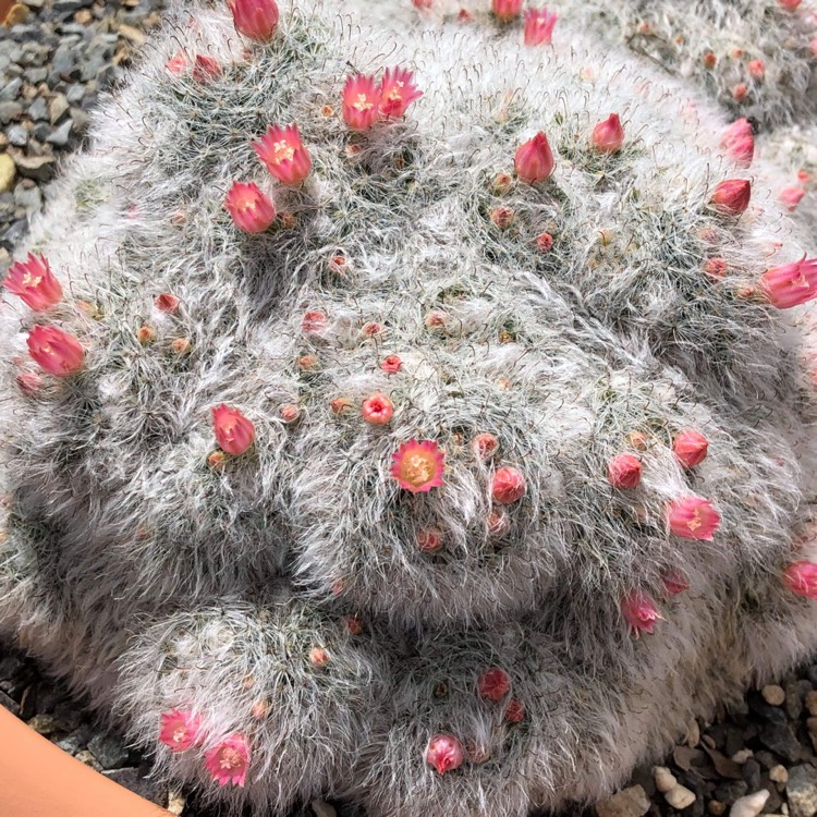 Plant image Mammillaria bocasana