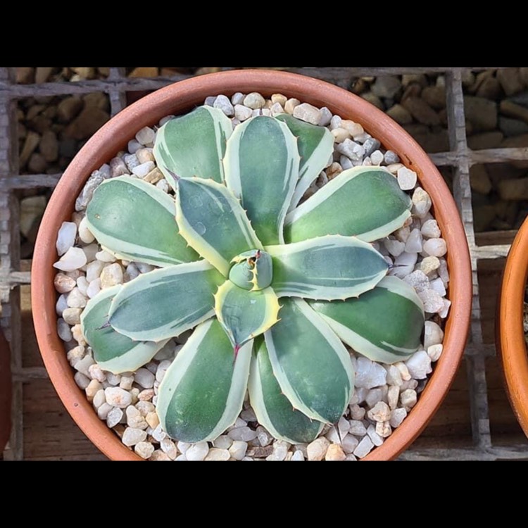 Plant image Agave Applanta Cream Spike