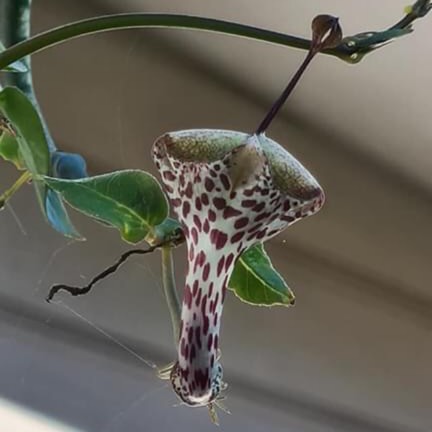 Plant image Ceropegia Haygarthii