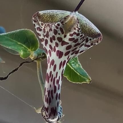 Plant image Ceropegia Haygarthii