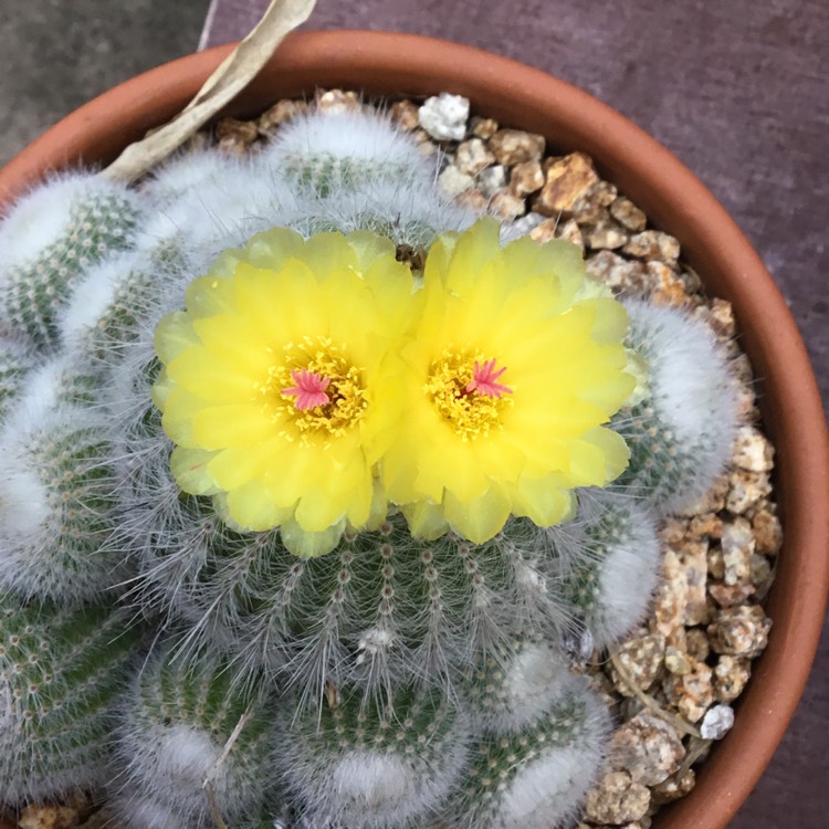 Plant image Parodia Scopa Cactus