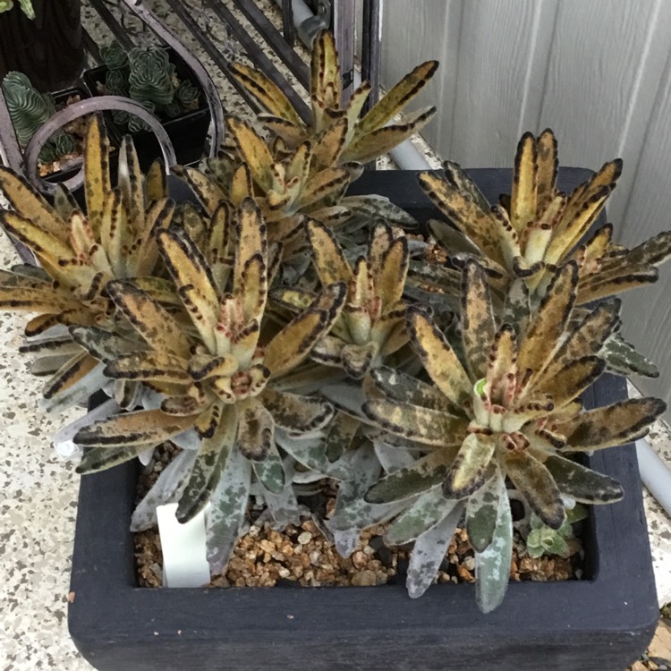 Plant image Kalanchoe Tomentosa Golden Girl