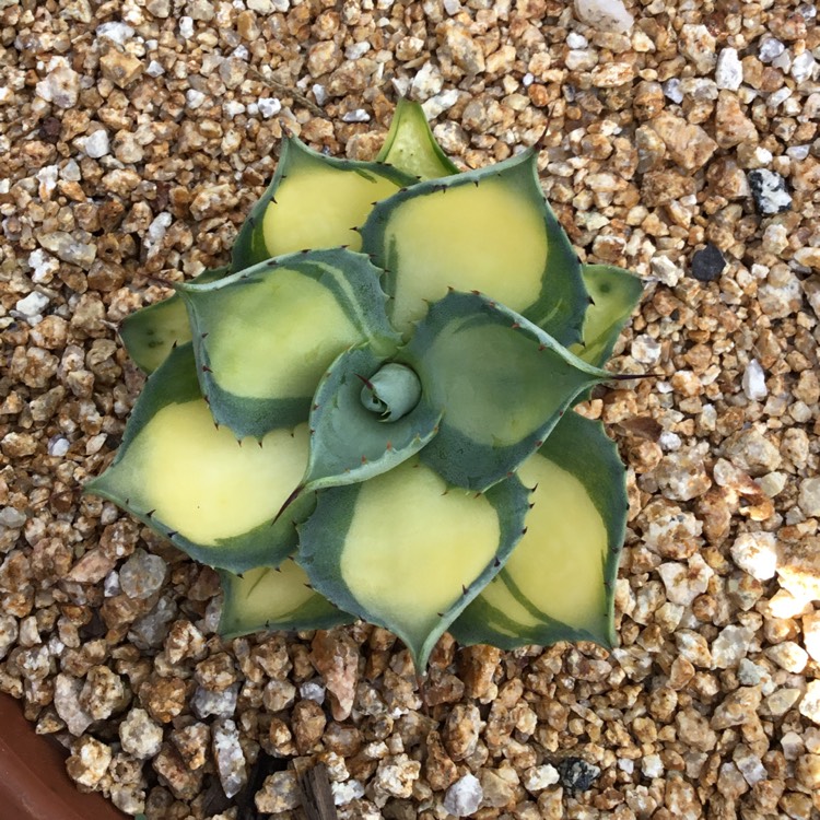 plant image 1550250