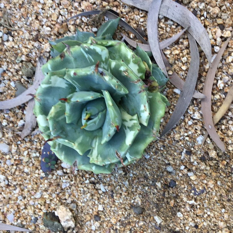 Plant image Agave Isthemsis ‘ Ohi Raijin Fukurin Nishiki