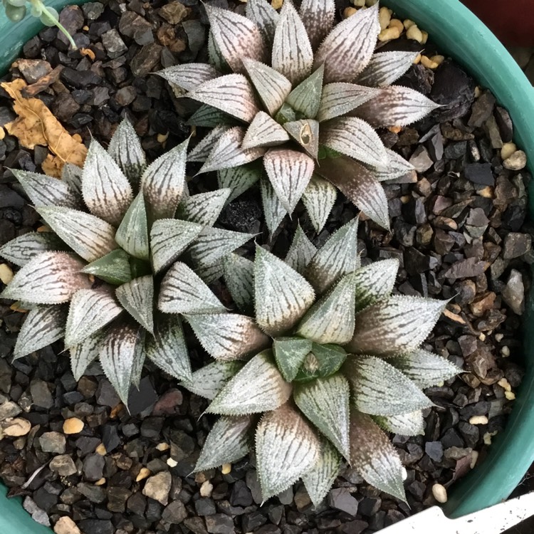 Plant image Haworthia 'Silver Kiwi'