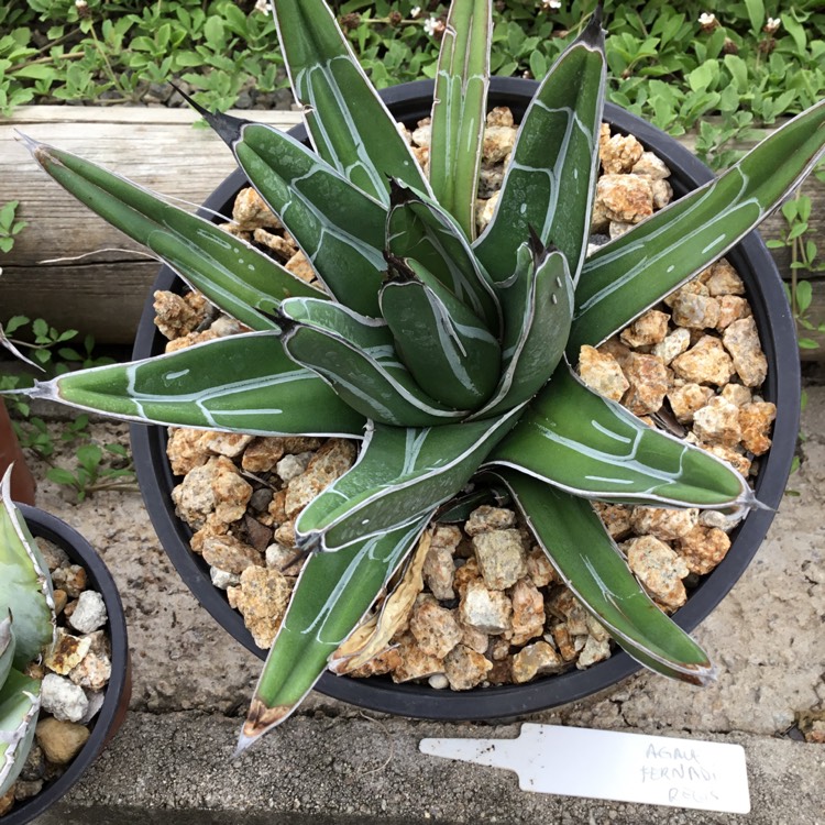 Plant image Agave Ferdinandi-Regis