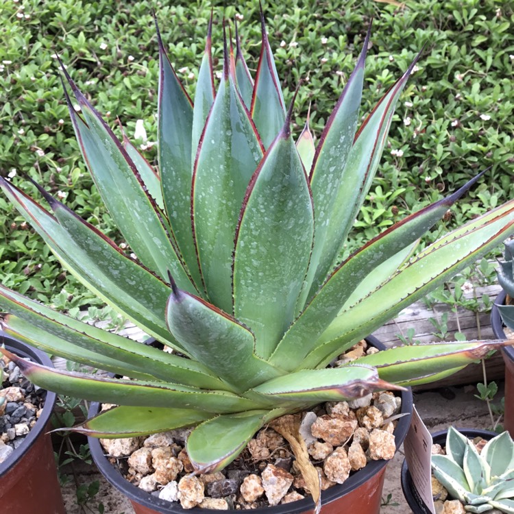 Plant image Agave 'Blue Glow'