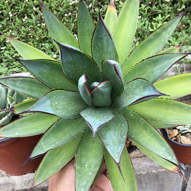 Plant image Agave 'Blue Glow'