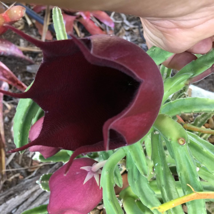 Plant image Stapelia Leendertziae