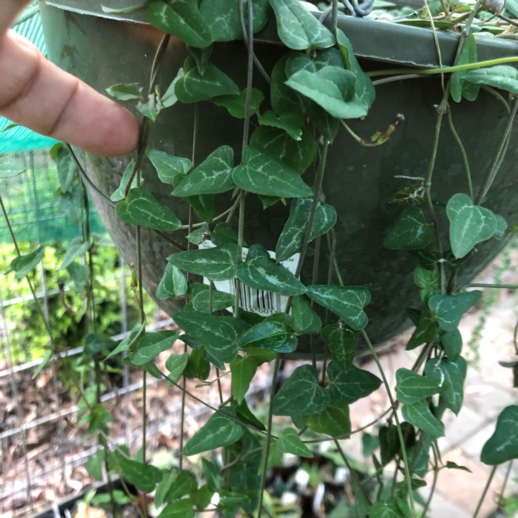 Plant image Ceropegia Woodii 