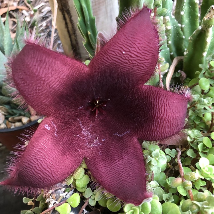 Plant image Stapelia Leendertziae X Stapelia Grandiflora