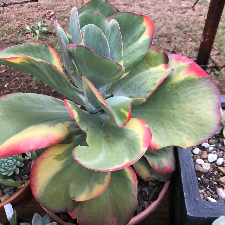 Plant image Kalanchoe Thyrsiflora Variegated