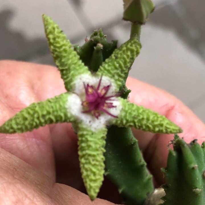 Plant image Stapelia Flavopurpurea