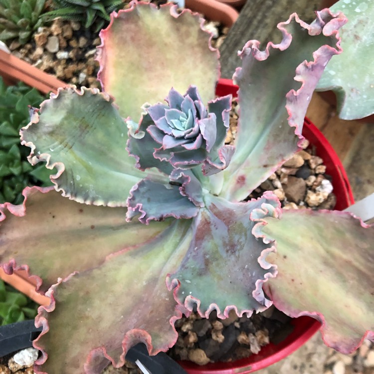 Plant image Echeveria La Femme