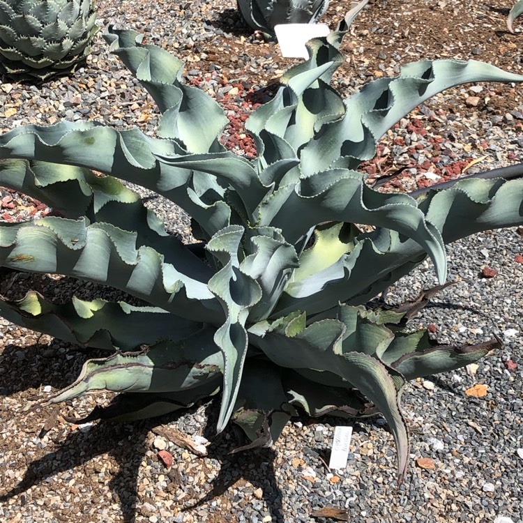 Plant image Agave gypsophila 'Blue Curls'