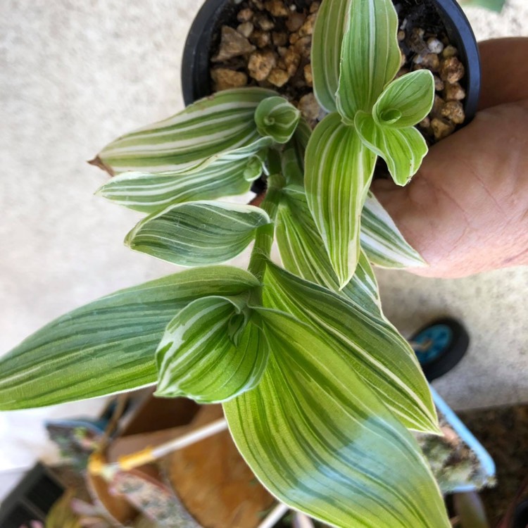 Plant image Tradescantia fluminensis 'Albovittata' syn. Tradescantia albiflora 'Albovittata'