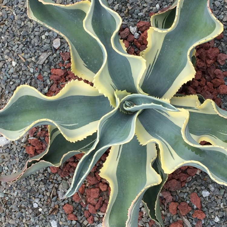 Plant image Agave Gypsophila