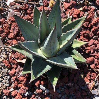 Agave Pumila