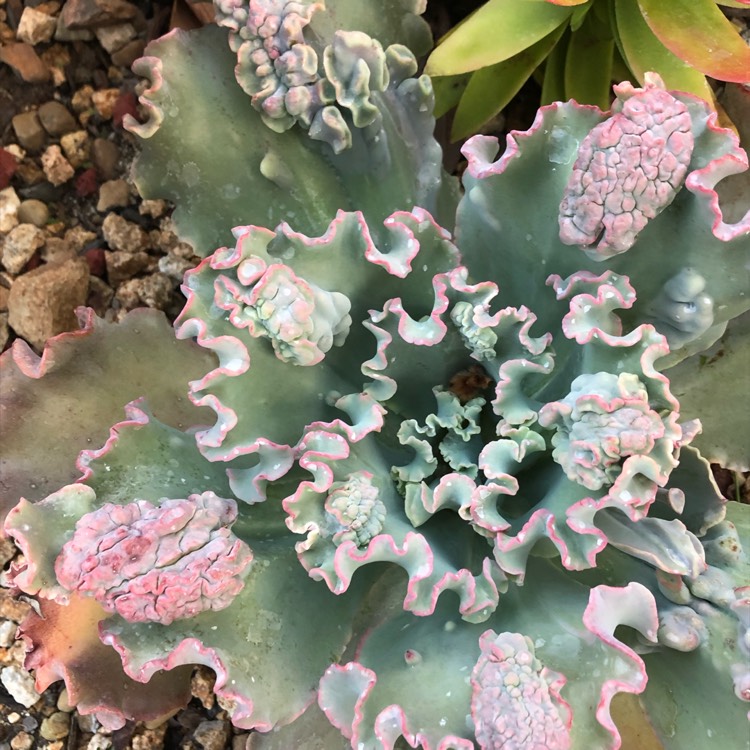 Plant image Echeveria Marjorie Pouge