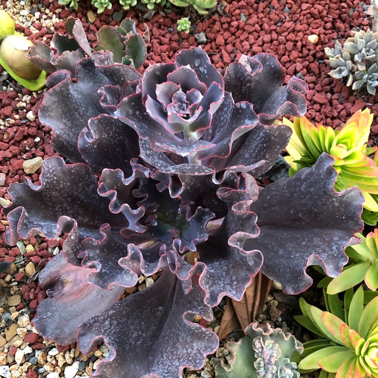 Plant image Echeveria Black Opal