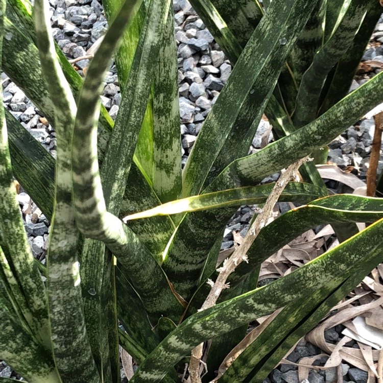 Plant image Sansevieria 'Fernwood Punk'