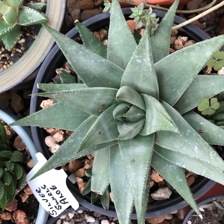 Plant image Gasteraloe Silver Swirls