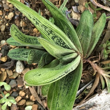 Gasteria 'Little Warty'