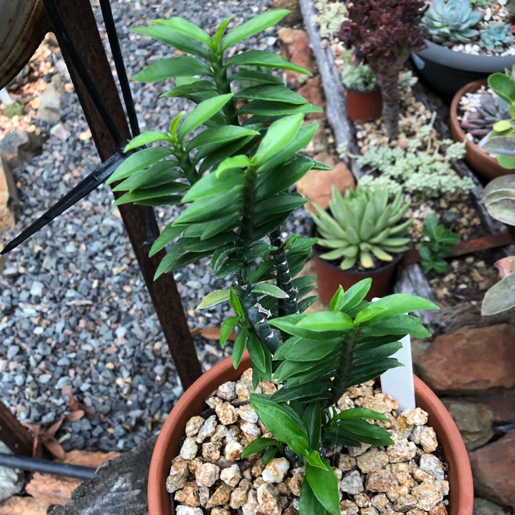 Plant image Pedilanthus Tithymaloides 'Nana'