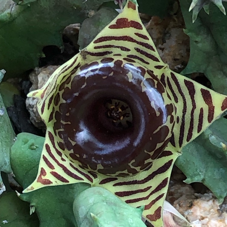 Plant image Huernia Zebrina