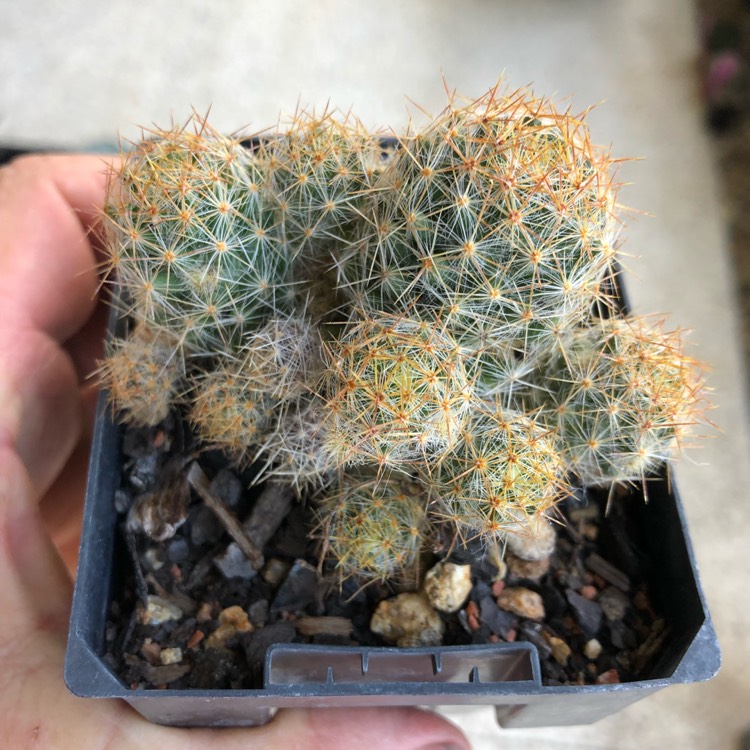 Plant image Mammillaria prolifera subsp. texensis