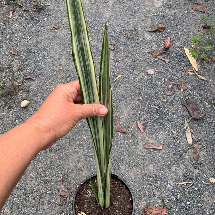 Plant image Sansevieria Bantels