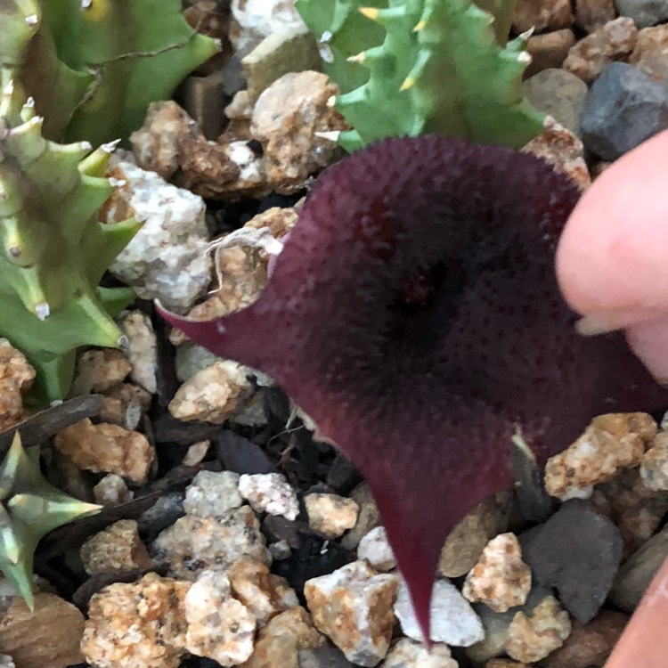 Plant image Huernia keniensis