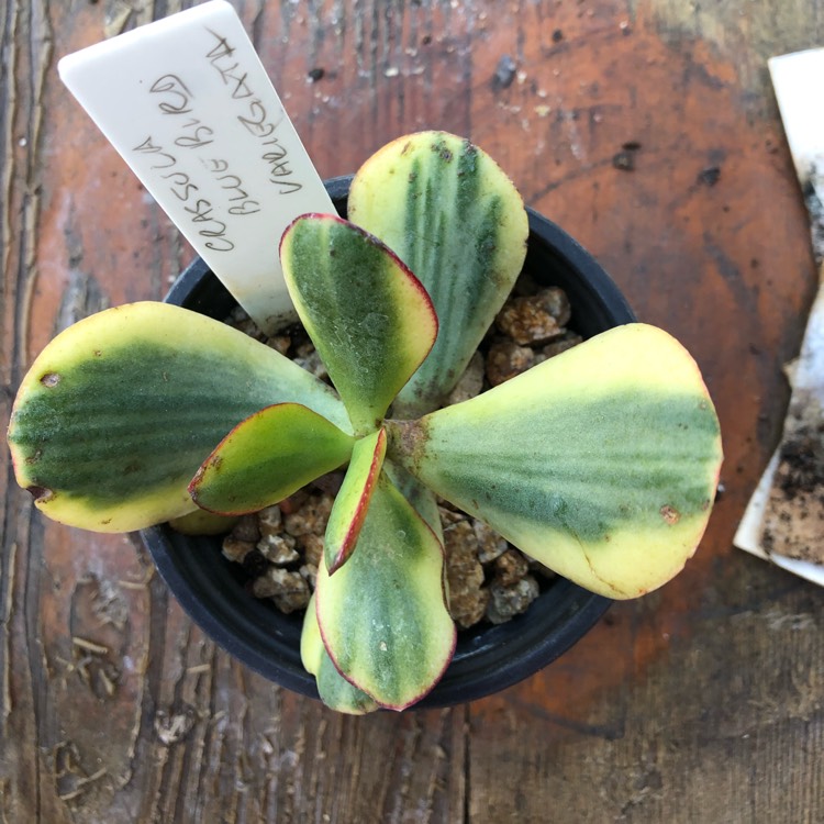 Plant image Crassula arborescens subsp. undulatafolia 'Bluebird Varigata'