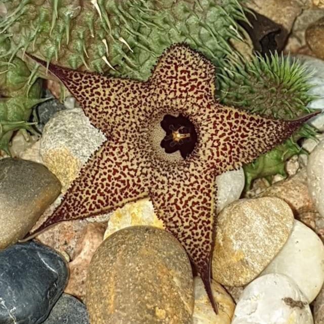 Plant image Huernia pillansii