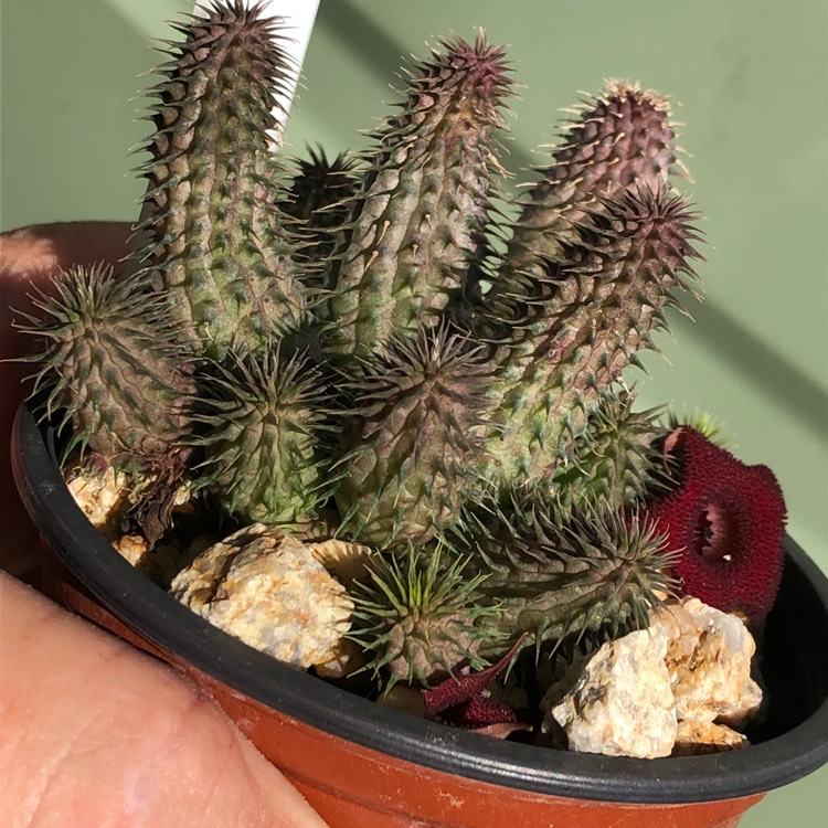 Plant image Huernia pillansii