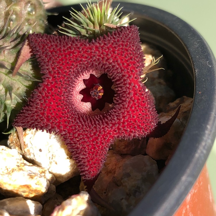 Plant image Huernia pillansii