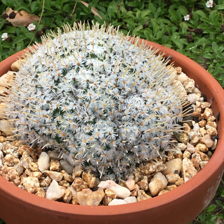 Plant image Mammillaria duwei