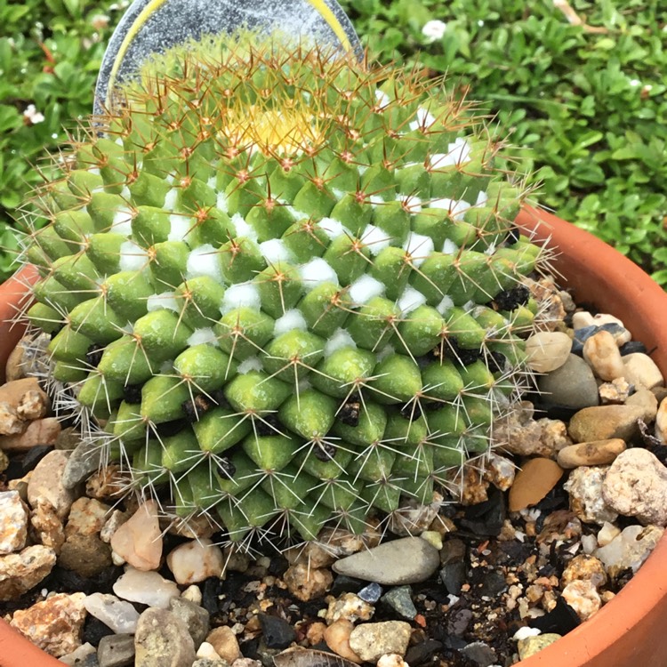 Plant image Mammillaria Marksiana