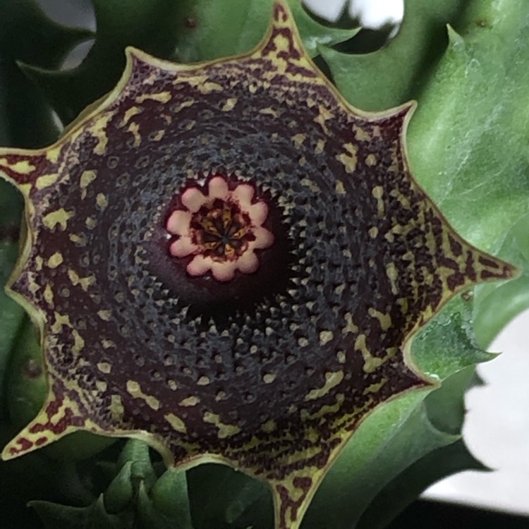 Plant image Huernia