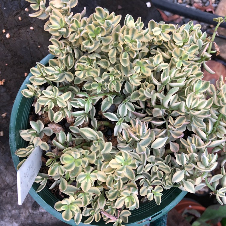 Plant image Crassula Volkensii f. Variegata