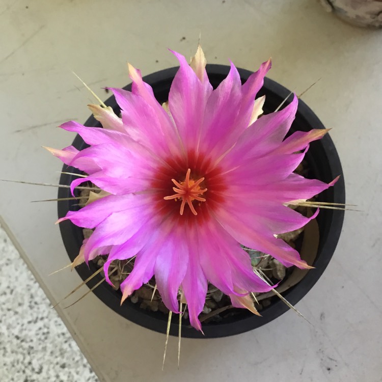 Plant image Thelocactus bicolor syn. Thelocactus bicolor var. bolaensis