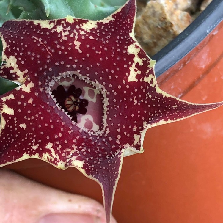 Plant image Huernia