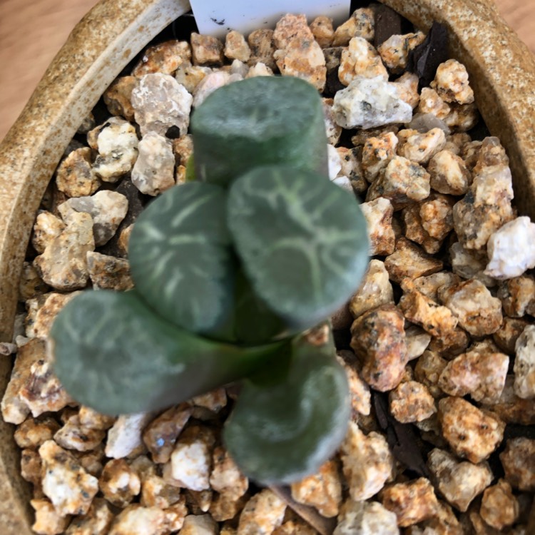 Plant image Haworthia Maughanii