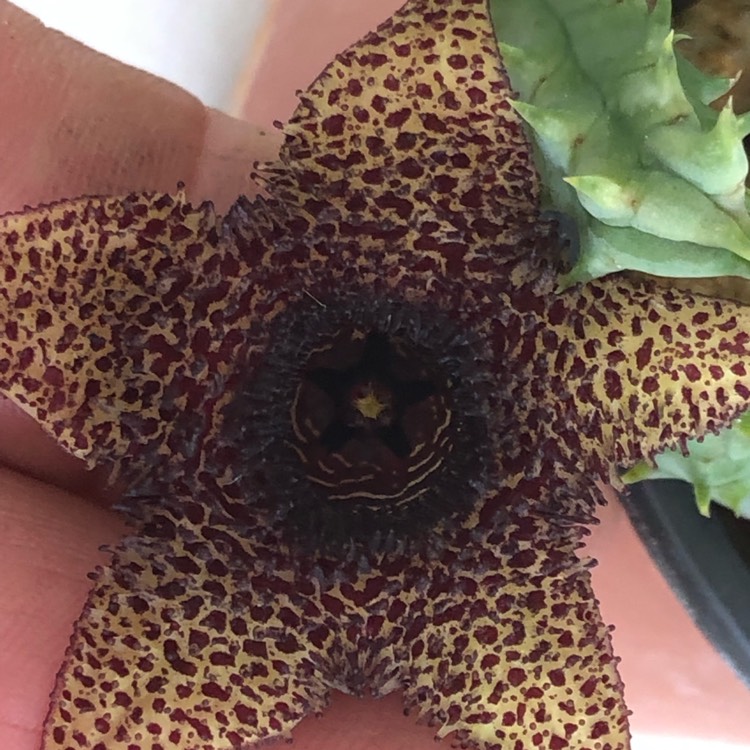 Plant image Huernia