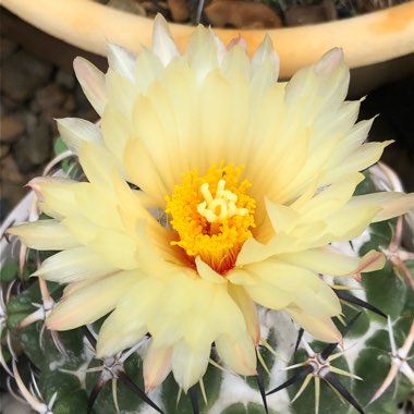 Coryphantha Calipensis