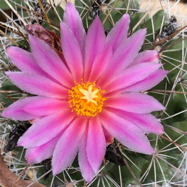 Thelocactus Rinconensis Freudenbergeri