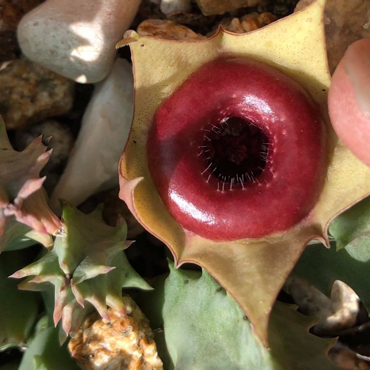 Plant image Huernia Insigniflora