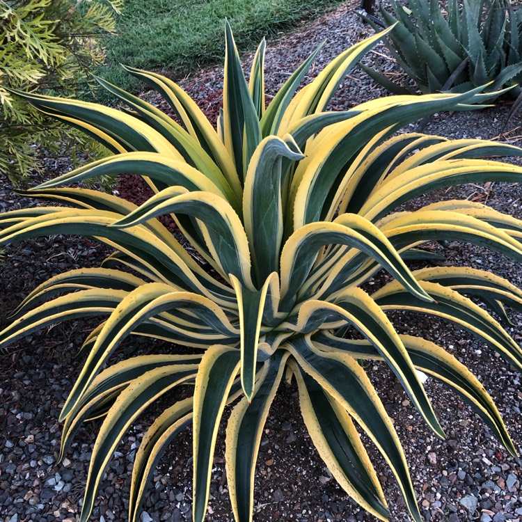 Plant image Agave Desmentiana Bright Edge