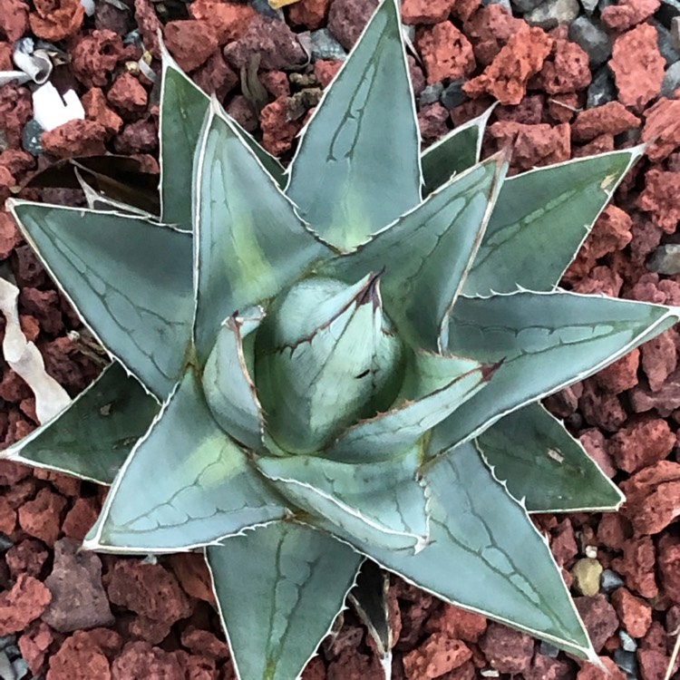 Plant image Agave Pumila